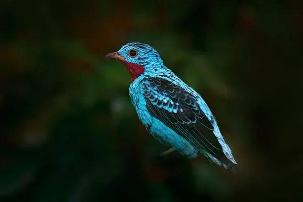 Avistamiento y Biodiversidad: El Vuelo de la Cotinga en nuestro Refugio.